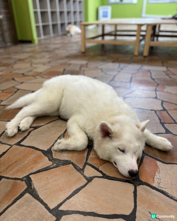 大阪動物cafe🐩🐖🐈🦔🦥❤️