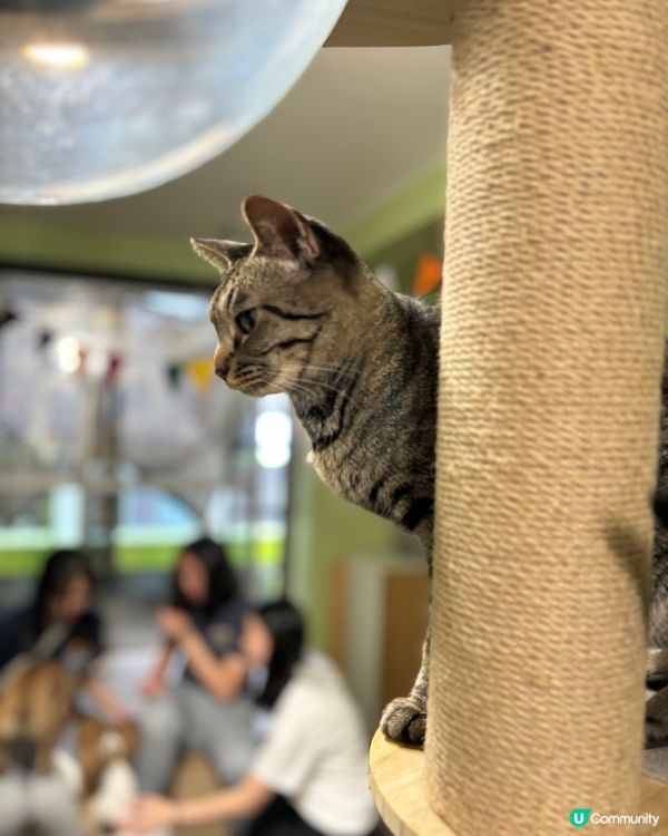 大阪動物cafe🐩🐖🐈🦔🦥❤️