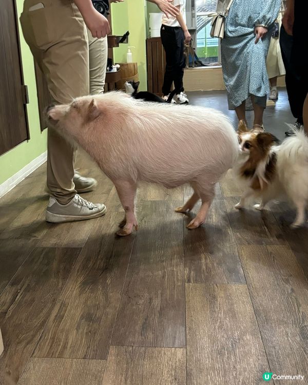 大阪動物cafe🐩🐖🐈🦔🦥❤️