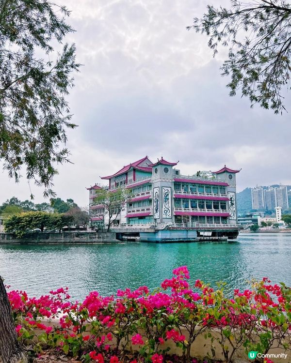 櫻花🌸終於開了！