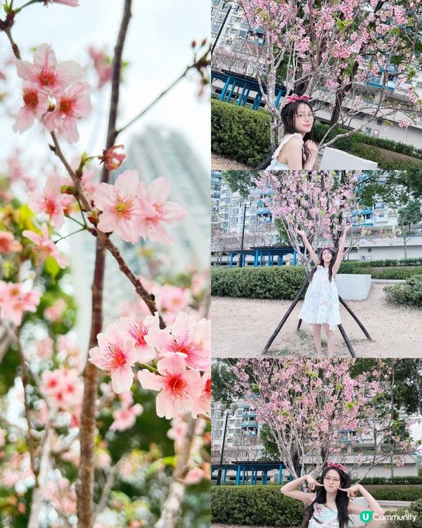 櫻花🌸終於開了！