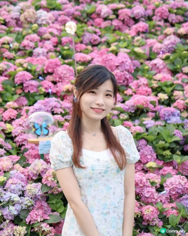 【花海中打卡】2023香港花卉展覽