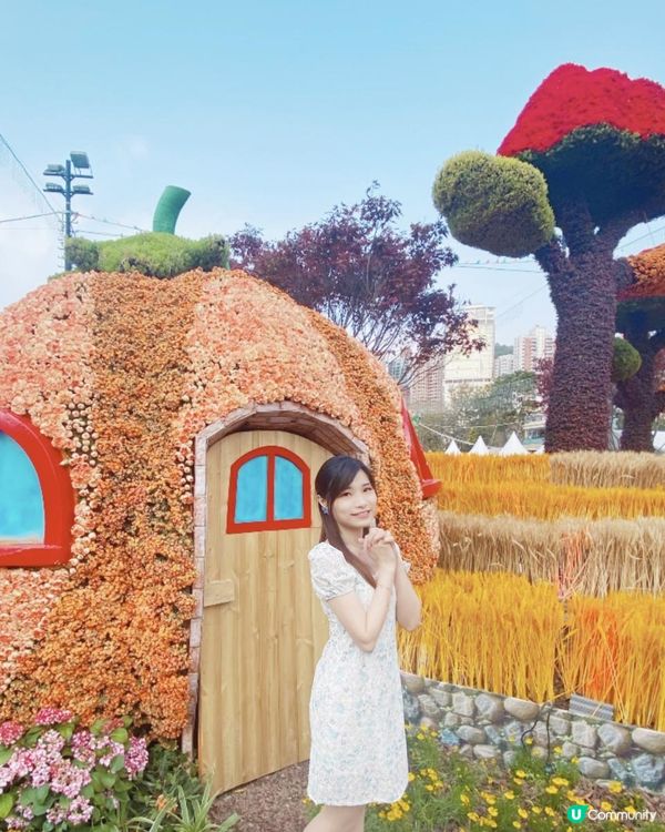 【花海中打卡】2023香港花卉展覽