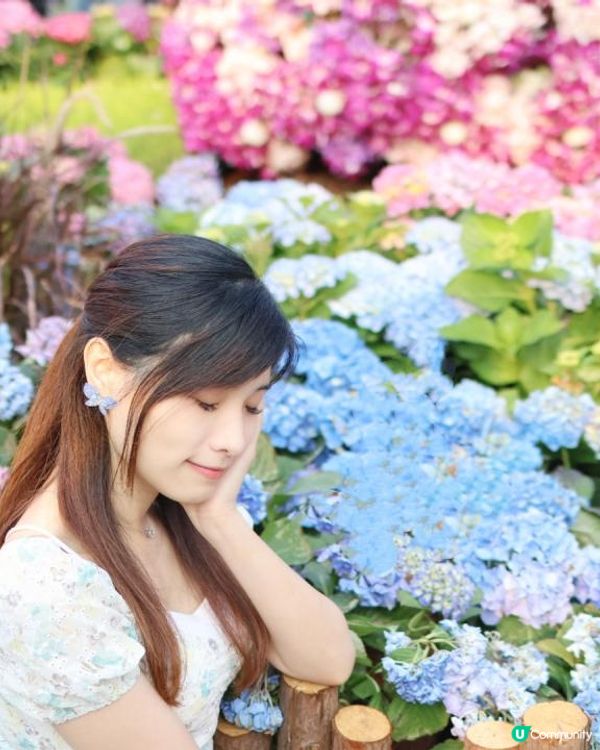 【花海中打卡】2023香港花卉展覽