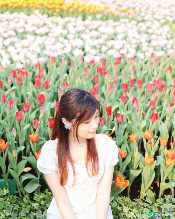 【花海中打卡】2023香港花卉展覽