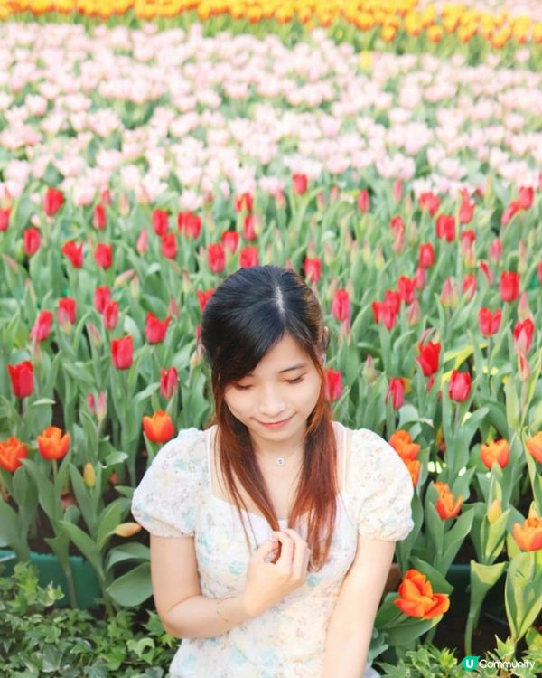 【花海中打卡】2023香港花卉展覽