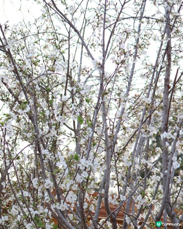 【花海中打卡】2023香港花卉展覽