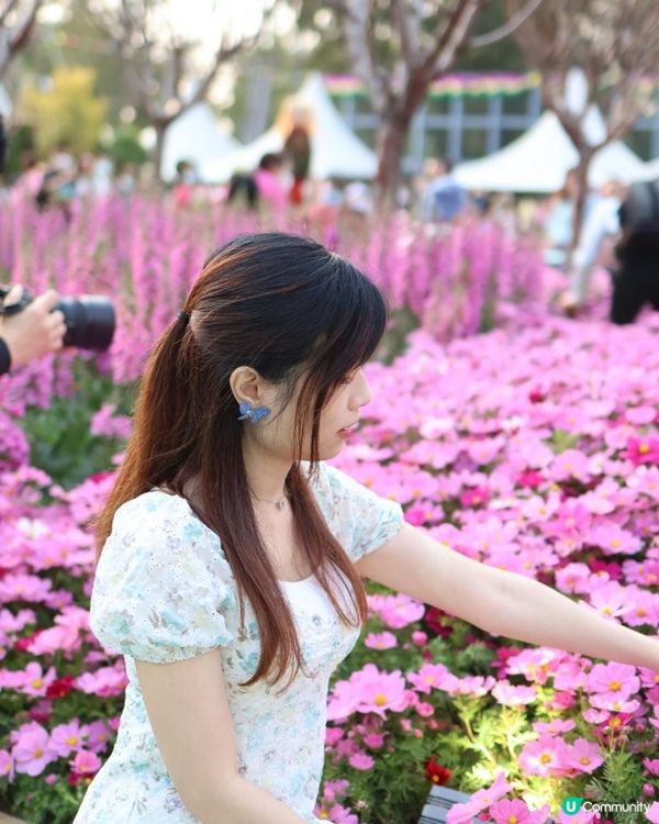 【花海中打卡】2023香港花卉展覽