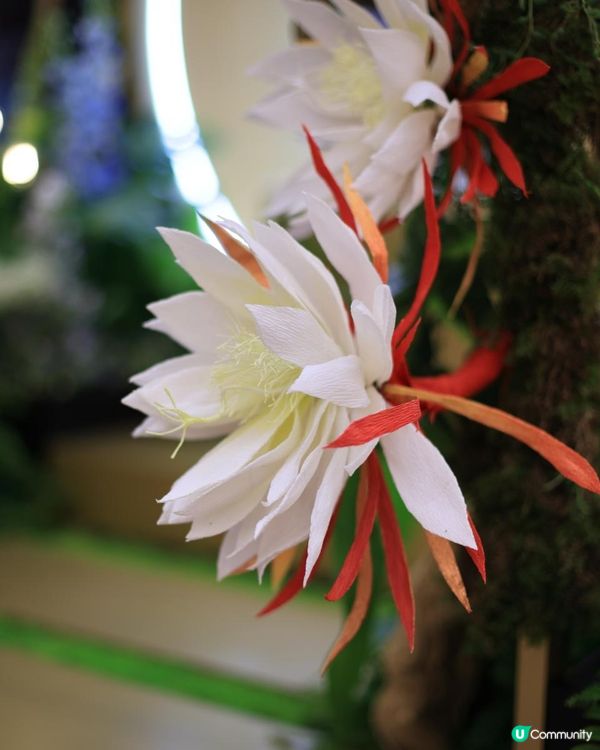 🌙仙氣打卡點 ｛CLARINS 稀世時刻 ‧ 月夜花園｝