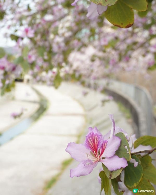 【速報】屯門河🌸津櫻？那是滿開的宮粉羊蹄甲｜文迪．漫遊．慢生活｜