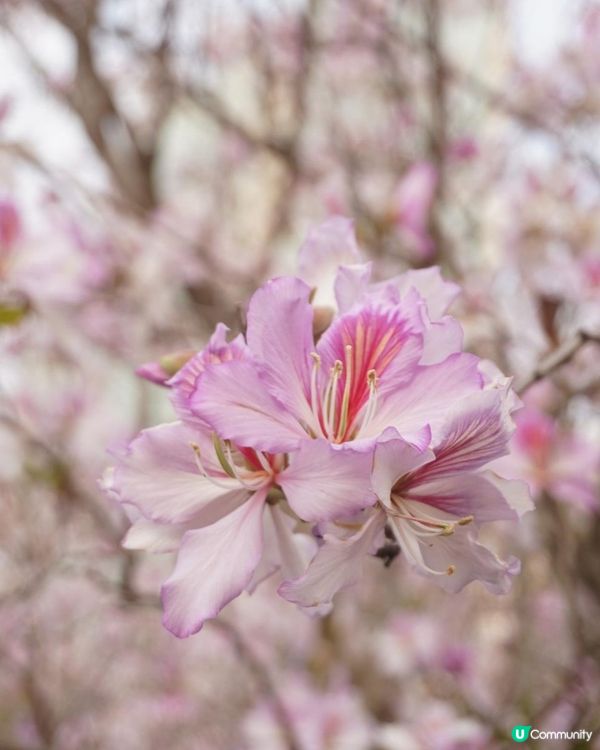 【速報】屯門河🌸津櫻？那是滿開的宮粉羊蹄甲｜文迪．漫遊．慢生活｜