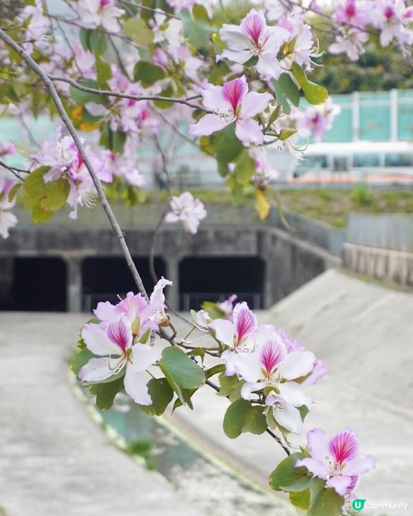 【速報】屯門河🌸津櫻？那是滿開的宮粉羊蹄甲｜文迪．漫遊．慢生活｜