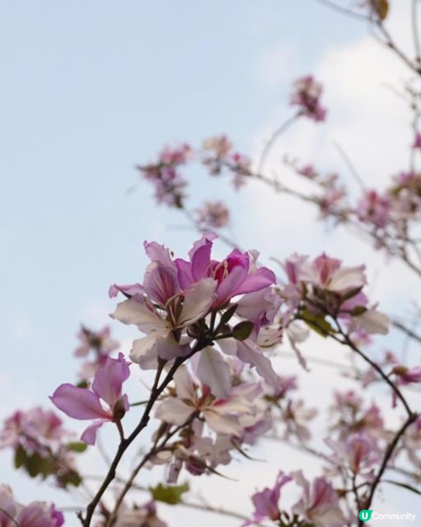 【速報】屯門河🌸津櫻？那是滿開的宮粉羊蹄甲｜文迪．漫遊．慢生活｜