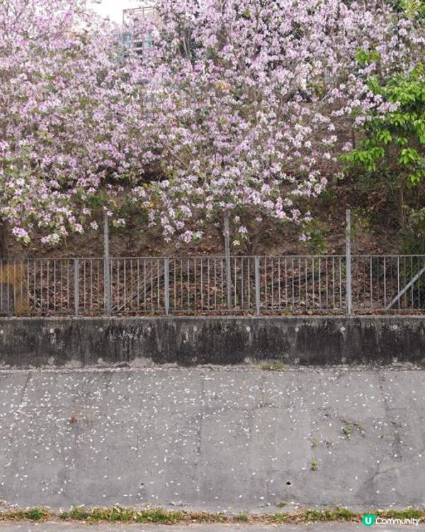 【速報】屯門河🌸津櫻？那是滿開的宮粉羊蹄甲｜文迪．漫遊．慢生活｜