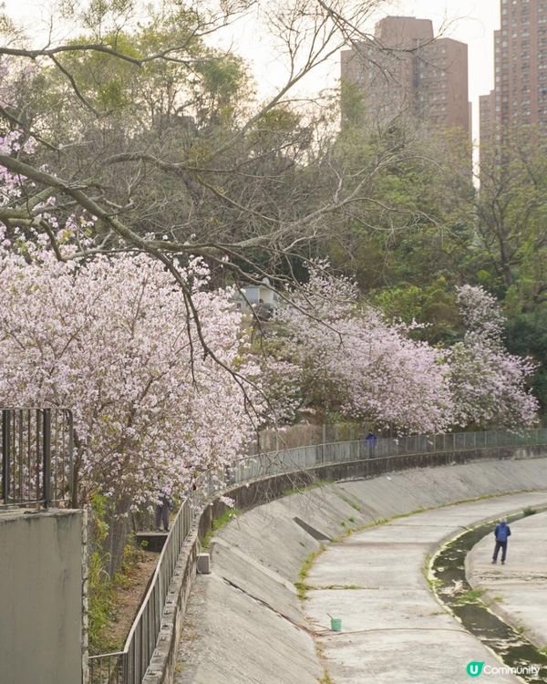 【速報】屯門河🌸津櫻？那是滿開的宮粉羊蹄甲｜文迪．漫遊．慢生活｜