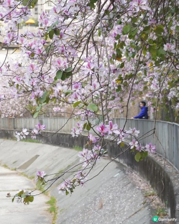 【速報】屯門河🌸津櫻？那是滿開的宮粉羊蹄甲｜文迪．漫遊．慢生活｜