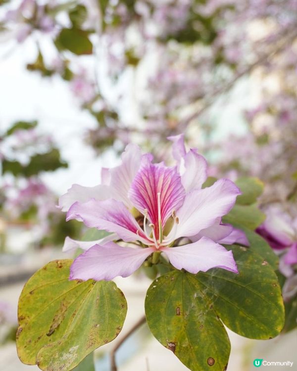 【速報】屯門河🌸津櫻？那是滿開的宮粉羊蹄甲｜文迪．漫遊．慢生活｜