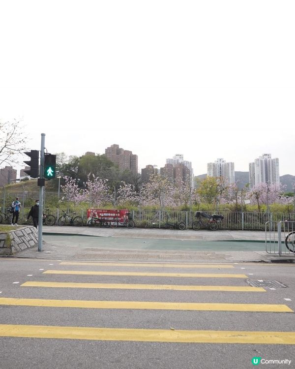 【速報】屯門河🌸津櫻？那是滿開的宮粉羊蹄甲｜文迪．漫遊．慢生活｜