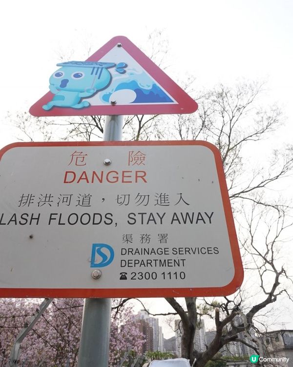 【速報】屯門河🌸津櫻？那是滿開的宮粉羊蹄甲｜文迪．漫遊．慢生活｜