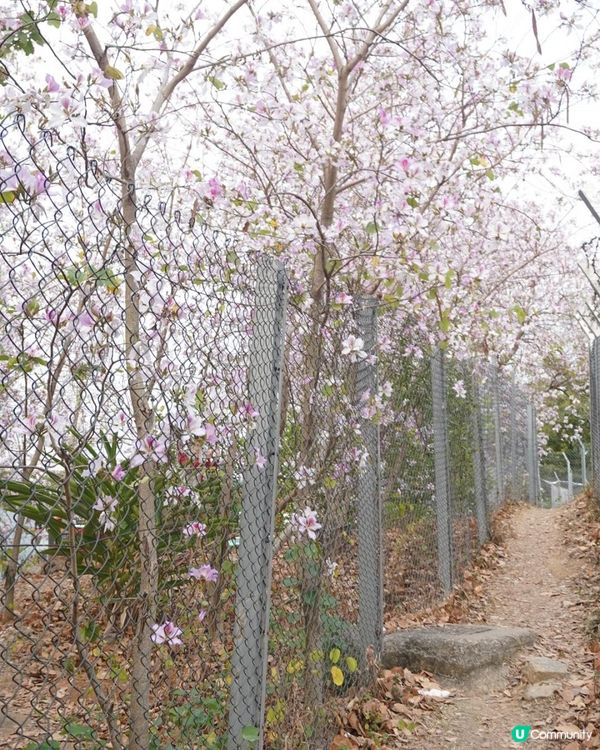 【速報】屯門河🌸津櫻？那是滿開的宮粉羊蹄甲｜文迪．漫遊．慢生活｜