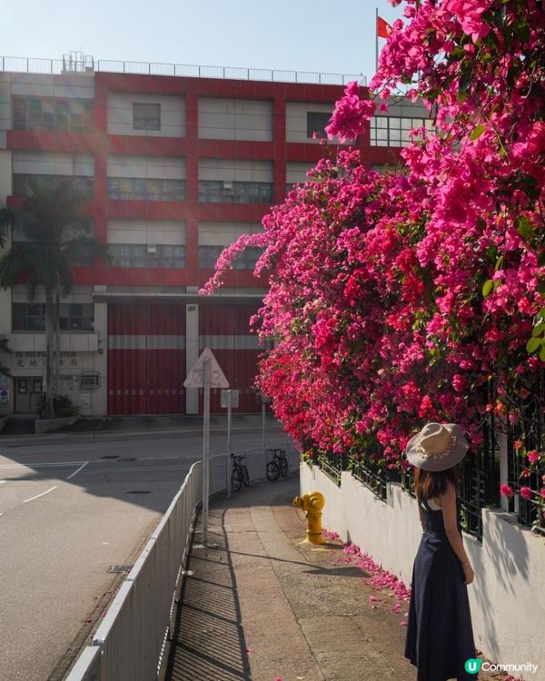 【速報】屯門河🌸津櫻？那是滿開的宮粉羊蹄甲｜文迪．漫遊．慢生活｜