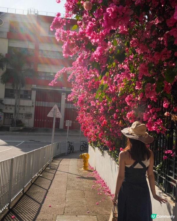 【速報】屯門河🌸津櫻？那是滿開的宮粉羊蹄甲｜文迪．漫遊．慢生活｜