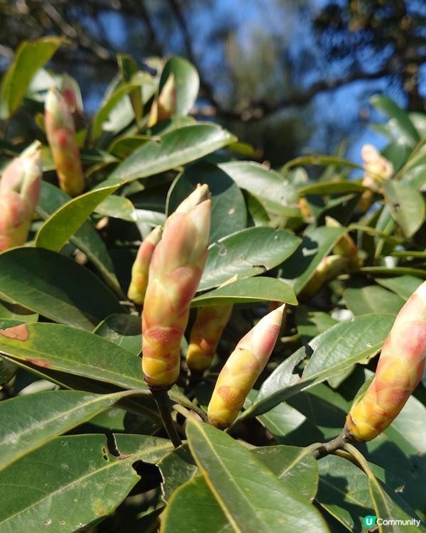 漫遊香港 - 新春行大運 從筆架山到獅子山