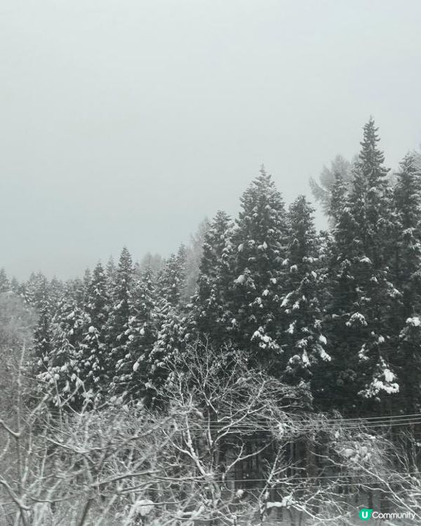 日本東北白色新年之旅 --- 初見雪景與形態各異的藏王樹冰、雪中藏王溫泉