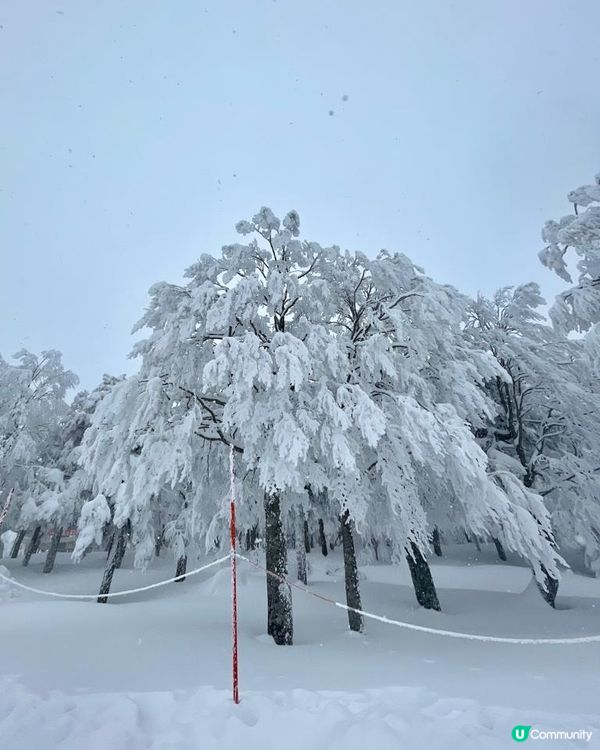 日本東北白色新年之旅 --- 初見雪景與形態各異的藏王樹冰、雪中藏王溫泉