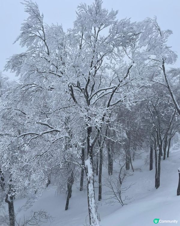 日本東北白色新年之旅 --- 初見雪景與形態各異的藏王樹冰、雪中藏王溫泉