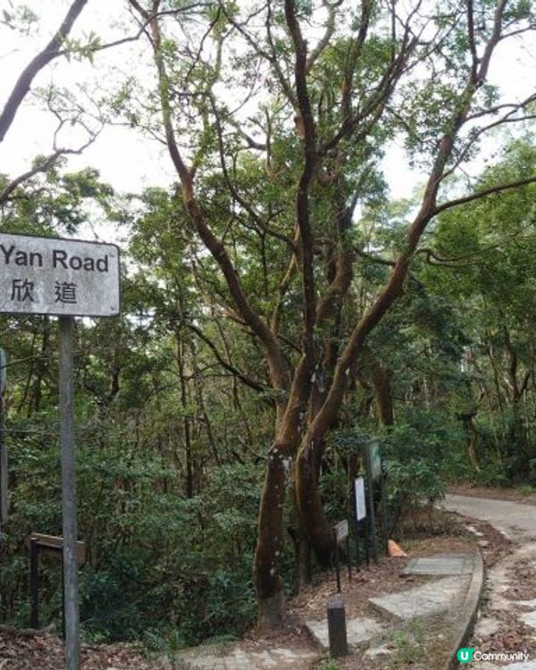 天殘樹熊跑步記 - 再戰筆架山