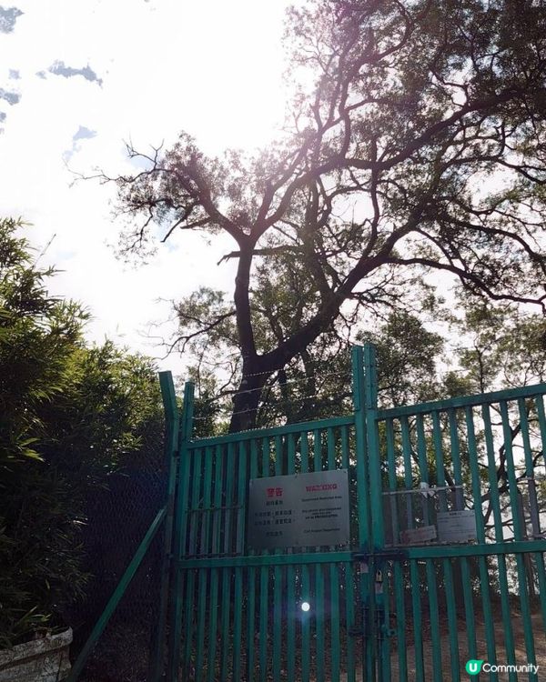 天殘樹熊跑步記 - 再戰筆架山