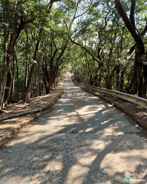 天殘樹熊跑步記 - 再戰筆架山