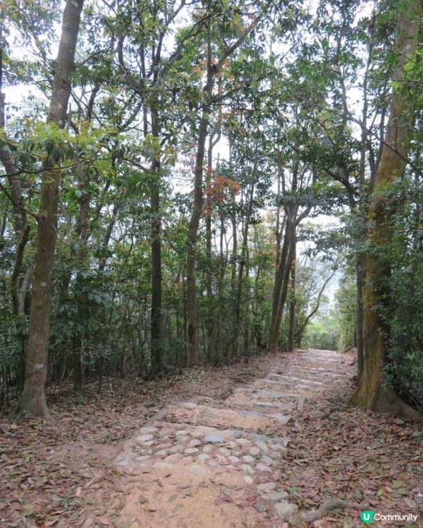 天殘樹熊跑步記 - 再戰筆架山