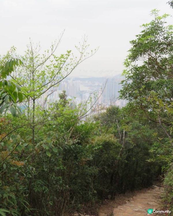 天殘樹熊跑步記 - 再戰筆架山