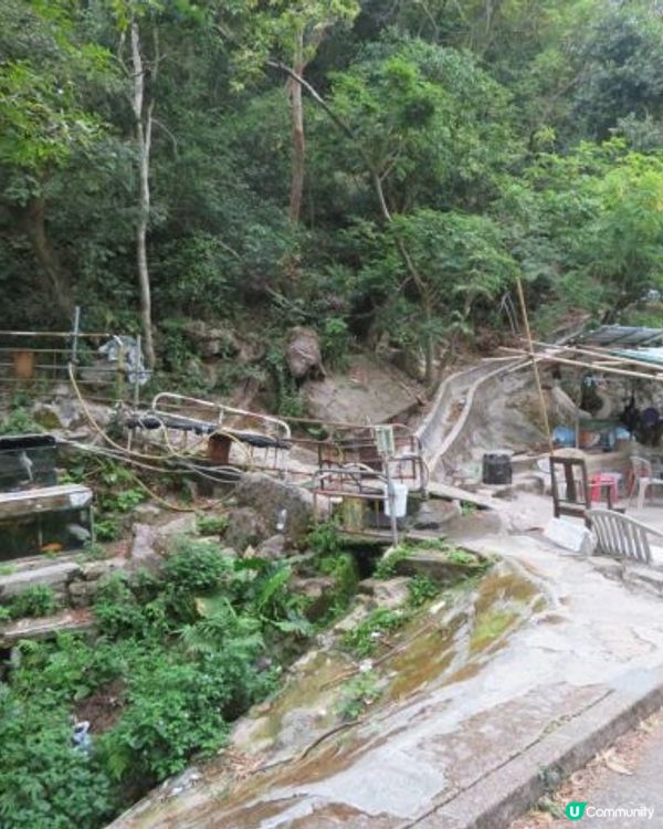 天殘樹熊跑步記 - 再戰筆架山