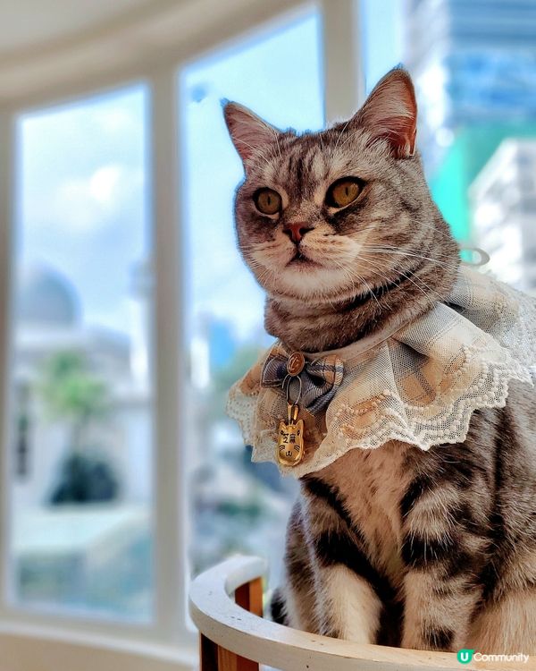 Cat Tea Room 貓之茶房🐱☕️
