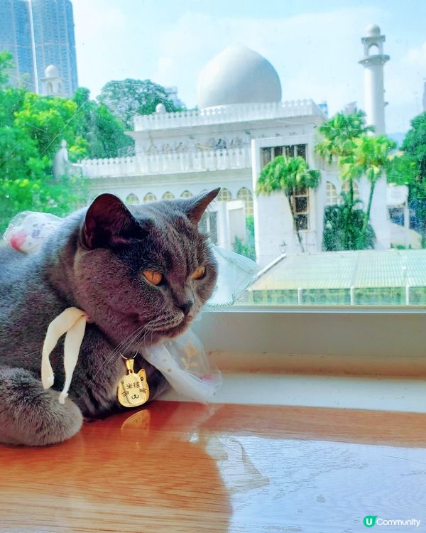 Cat Tea Room 貓之茶房🐱☕️
