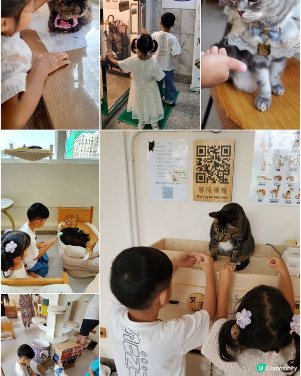 Cat Tea Room 貓之茶房🐱☕️
