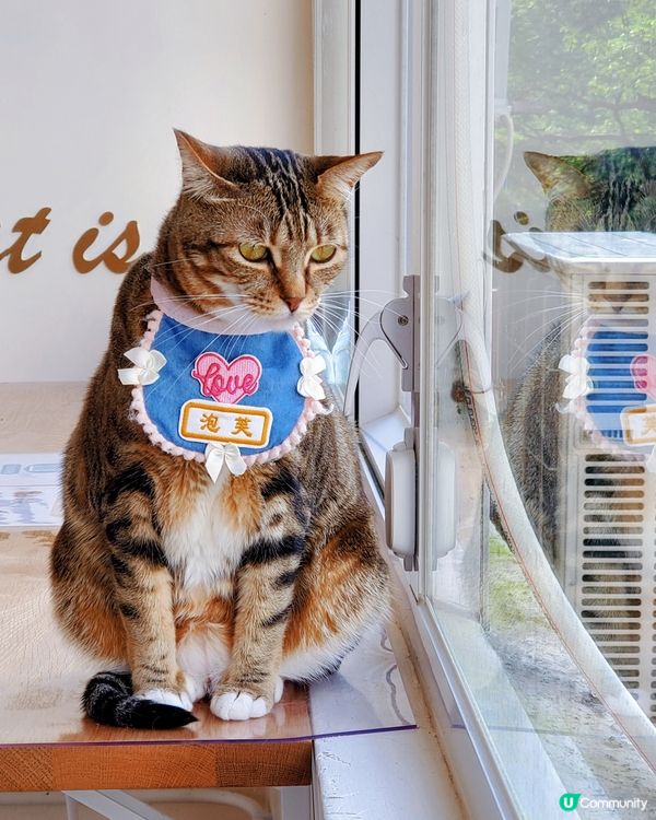 Cat Tea Room 貓之茶房🐱☕️
