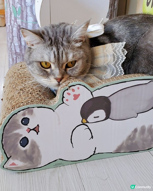 Cat Tea Room 貓之茶房🐱☕️
