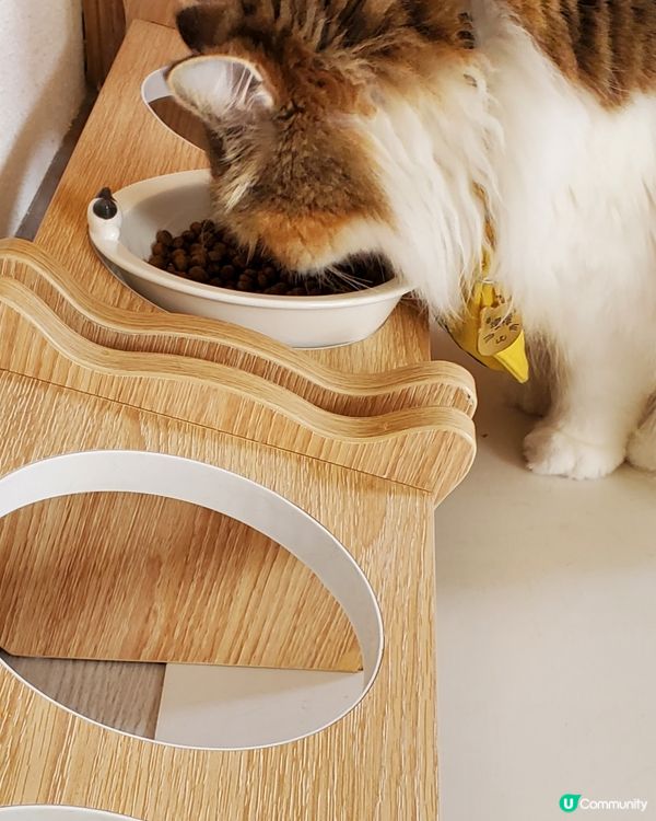 Cat Tea Room 貓之茶房🐱☕️
