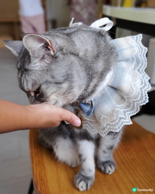 Cat Tea Room 貓之茶房🐱☕️
