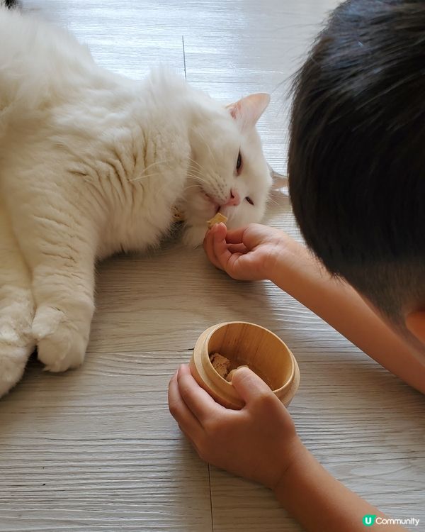 Cat Tea Room 貓之茶房🐱☕️
