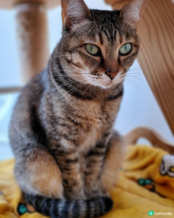 Cat Tea Room 貓之茶房🐱☕️
