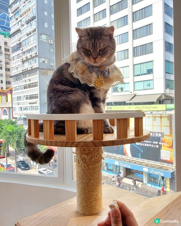 Cat Tea Room 貓之茶房🐱☕️
