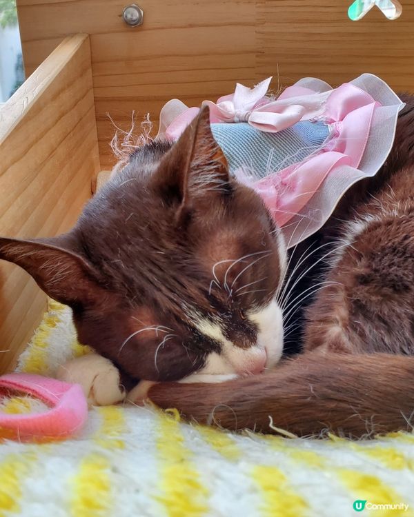 Cat Tea Room 貓之茶房🐱☕️
