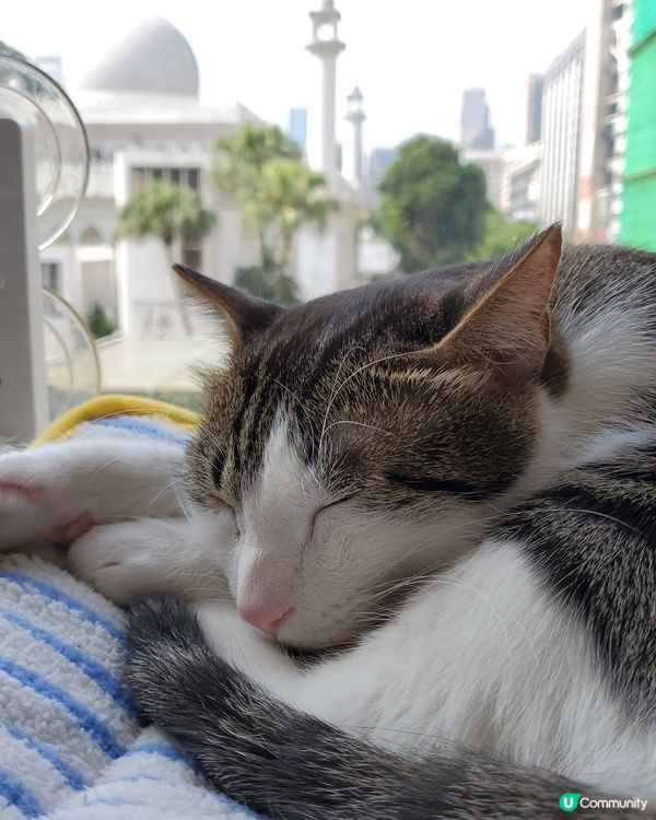 Cat Tea Room 貓之茶房🐱☕️
