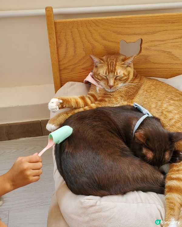 Cat Tea Room 貓之茶房🐱☕️
