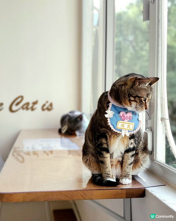 Cat Tea Room 貓之茶房🐱☕️
